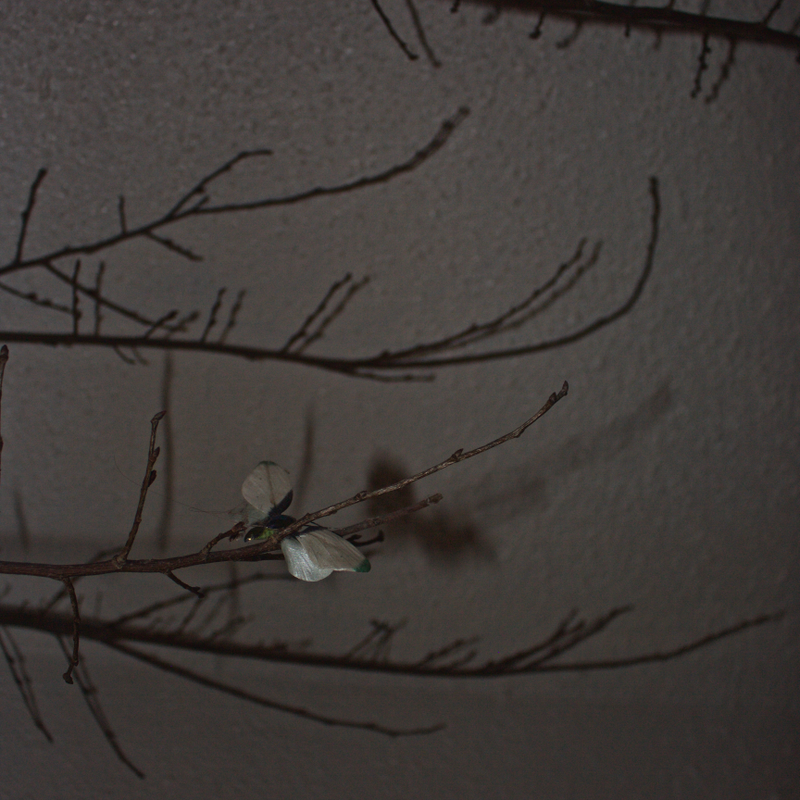 One butterfly.